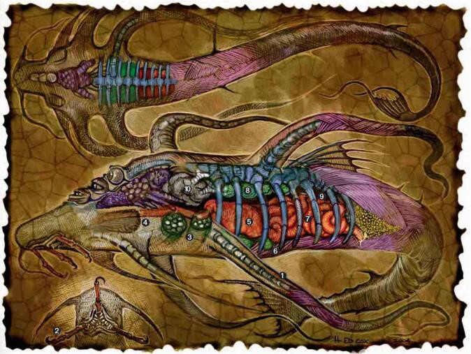 说明: E:\文件原档\未完成版\异怪之书(LoM)\2水中霸主\内部构造.files\内部构造761.png